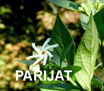 The Flower PARIJAT The Flower PARIJAT